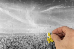 Landscape jigsaw puzzle of a greyscale wheat field